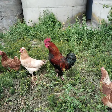 Telfer Treasure: Unkomplizierter Familienurlaub Vakantiehuis *