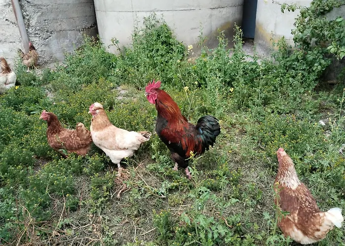 Telfer Treasure: Unkomplizierter Familienurlaub Ferienhaus *