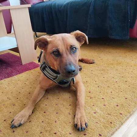 Casa vacanze Telfer Treasure: Unkomplizierter Familienurlaub Telfs