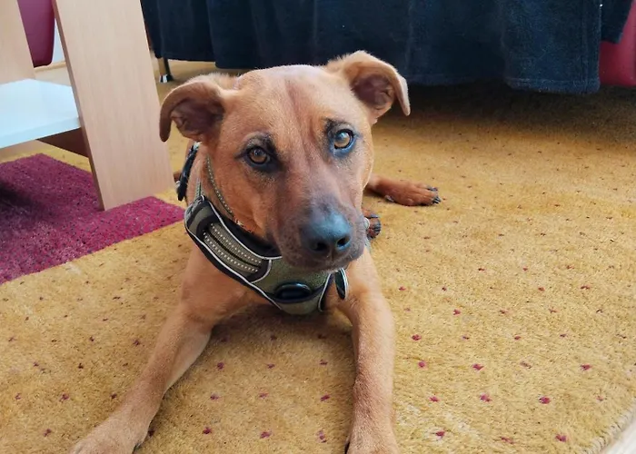 Сasa de vacaciones Telfer Treasure: Unkomplizierter Familienurlaub Telfs